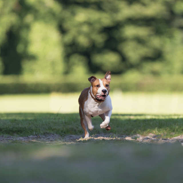 Cs3Q4512 20487545632 O