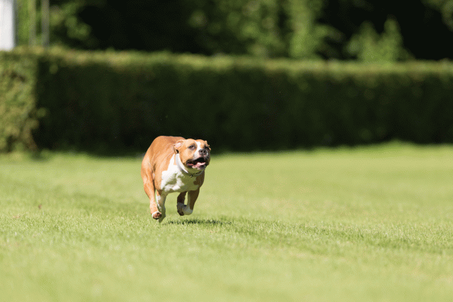 Cs3Q4885 20496229145 O