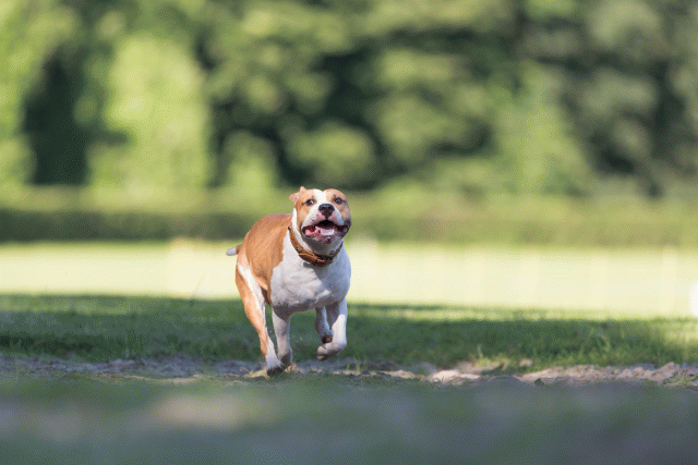 Cs3Q4562 20496308025 O