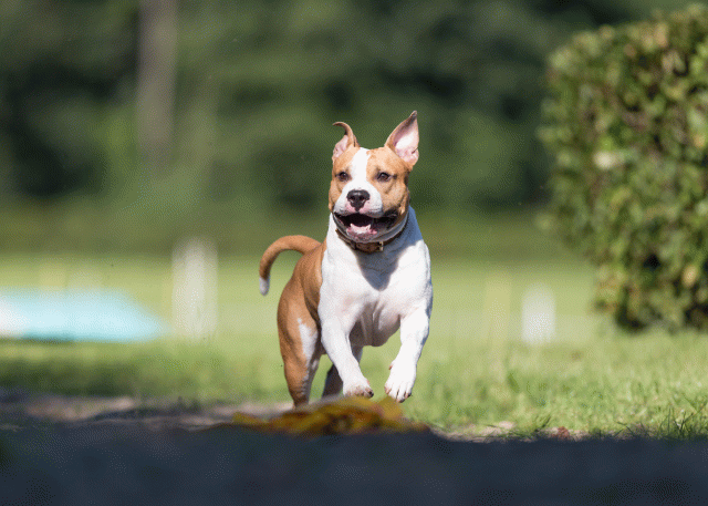 Cs3Q4552 20496319525 O