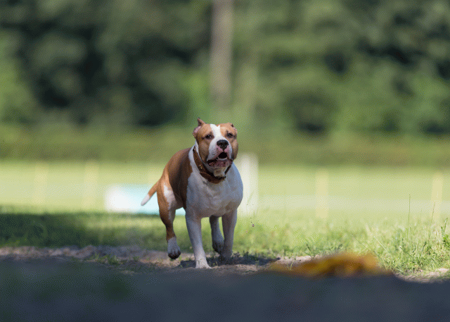 Cs3Q4545 20496327835 O