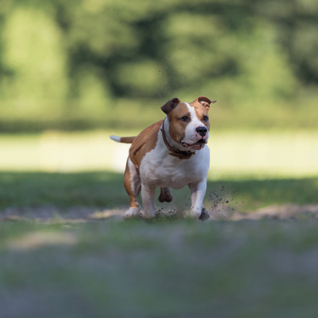 Cs3Q4519 20496342095 O