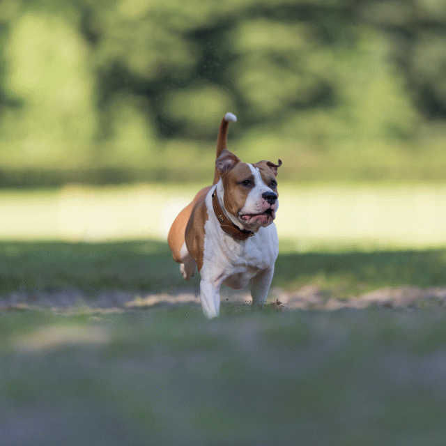 Cs3Q4518 20496343235 O