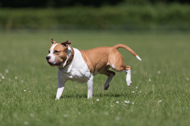 Cs3Q5233 20502313141 O