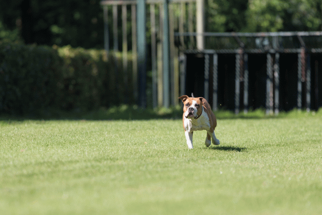 Cs3Q4910 20502507381 O