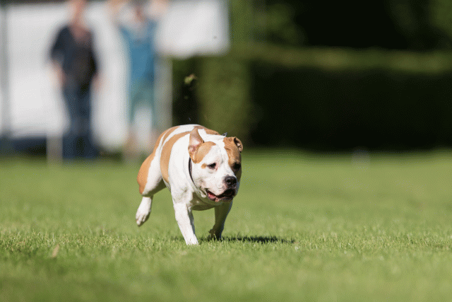 Cs3Q4814 20502561981 O