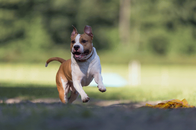 Cs3Q4572 20502590901 O