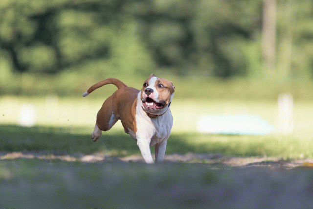 Cs3Q4569 20502594281 O