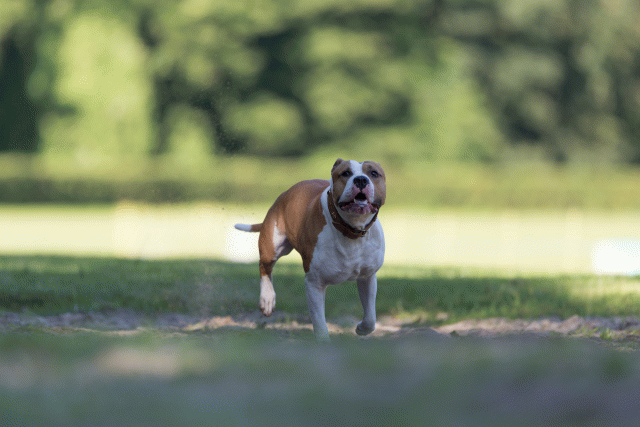 Cs3Q4565 20502598531 O