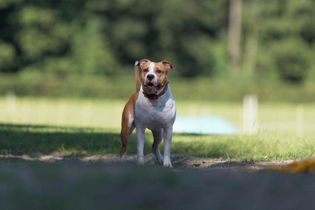 Cs3Q4559 20502606721 O