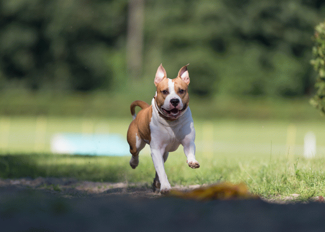 Cs3Q4548 20502619651 O