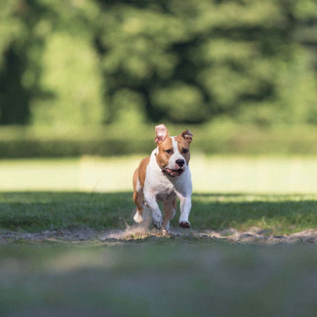 Cs3Q4513 20502644161 O