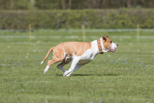 Bo4I8549 33036599594 O