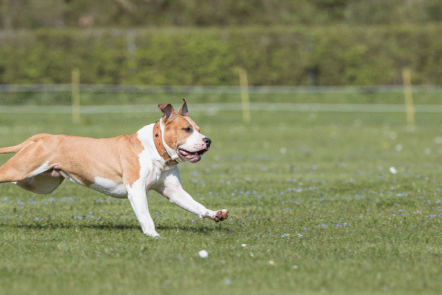 Bo4I8547 33036599904 O