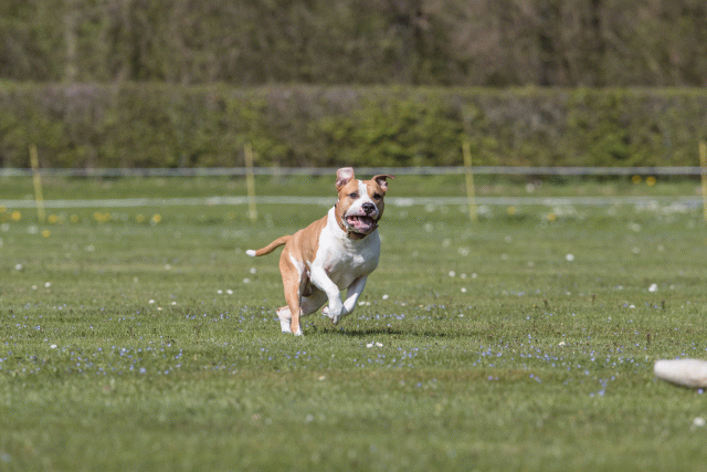 Bo4I8545 33036600134 O