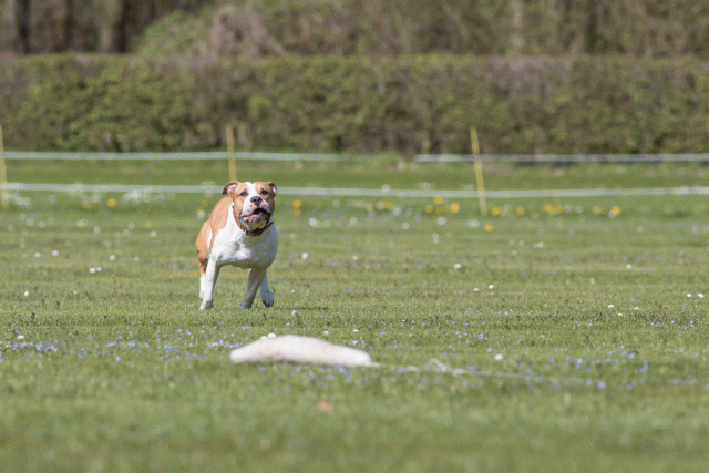 Bo4I8541 33036600754 O