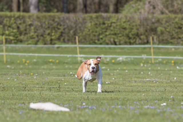 Bo4I8539 33036600924 O