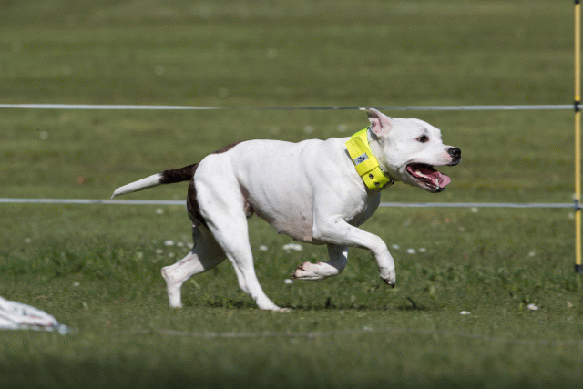 Bo4I8424 33036918234 O