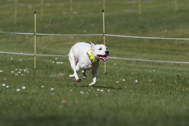 Bo4I8419 33036919054 O