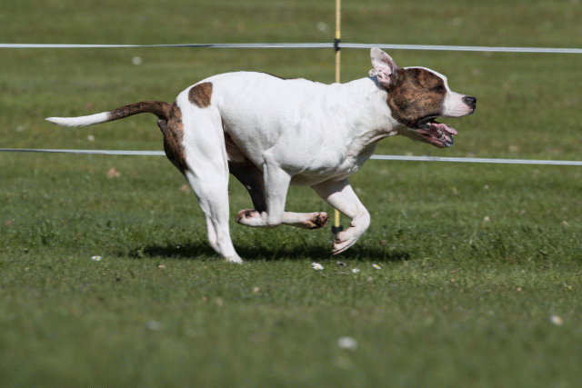 Bo4I8414 33036919434 O