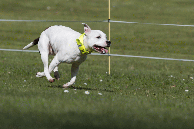 Bo4I8422 33036919914 O