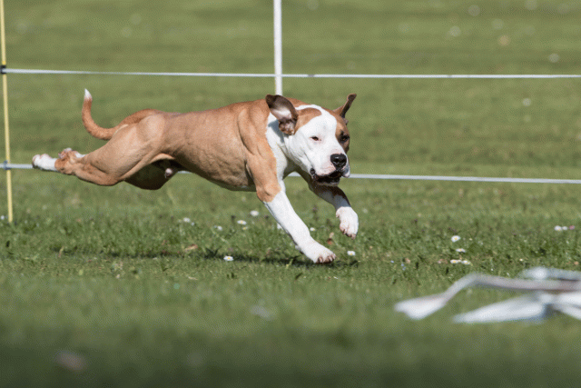 Bo4I8400 33036922264 O