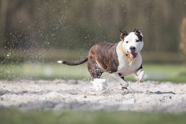 Bo4I8391 33036923774 O