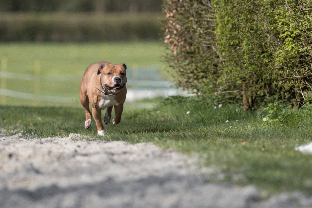 Bo4I8303 33036933554 O