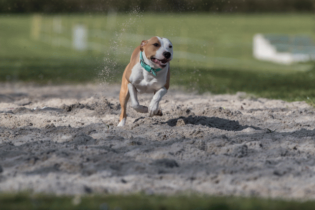 Bo4I8296 33036933914 O