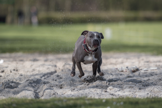 Bo4I8290 33036934954 O