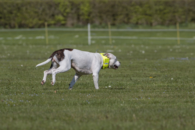 Bo4I8784 33067005413 O