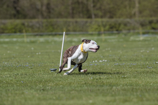 Bo4I8764 33067008873 O