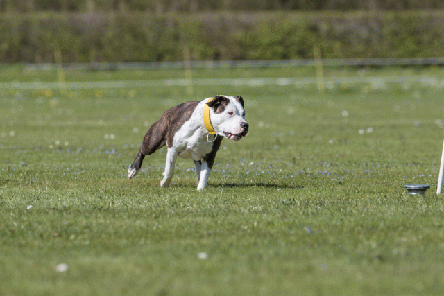 Bo4I8762 33067009253 O