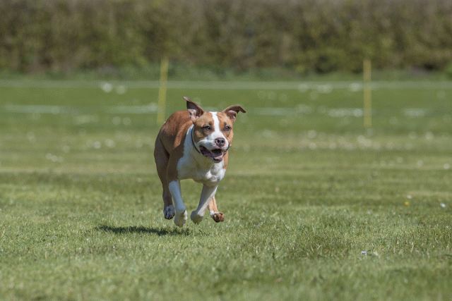 Bo4I8757 33067009803 O