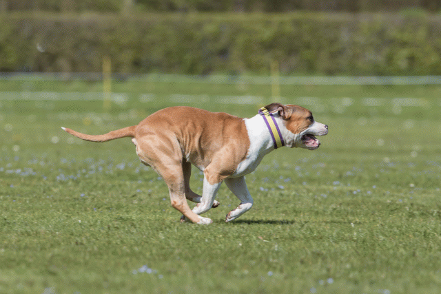 Bo4I8751 33067010763 O