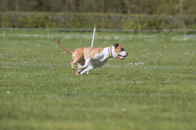 Bo4I8746 33067010973 O