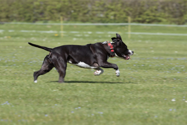 Bo4I8667 33067015463 O