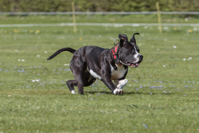 Bo4I8661 33067015563 O