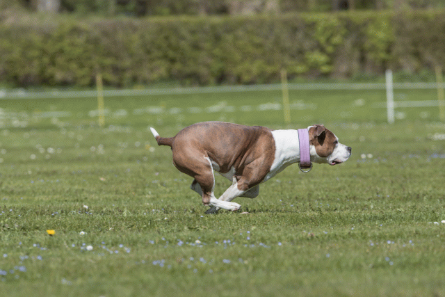 Bo4I8654 33067016303 O