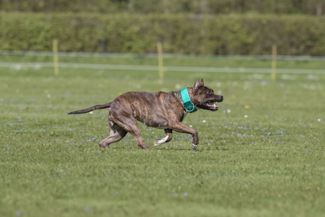 Bo4I8603 33067030043 O