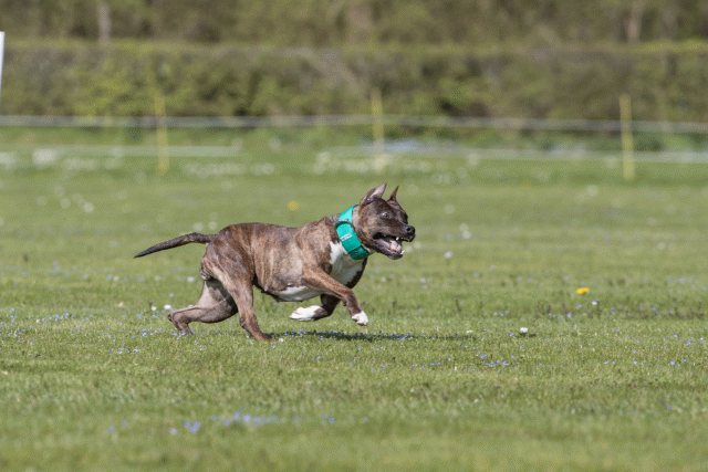 Bo4I8600 33067030073 O