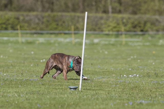 Bo4I8599 33067030583 O