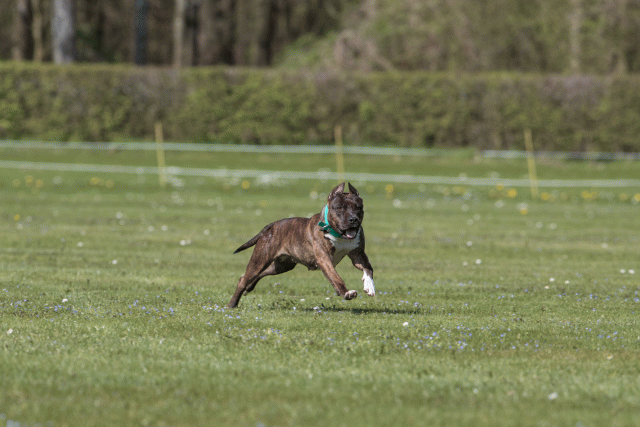 Bo4I8596 33067032633 O