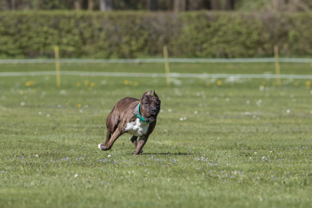 Bo4I8595 33067032943 O