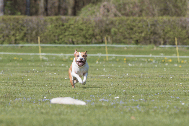 Bo4I8540 33067050473 O