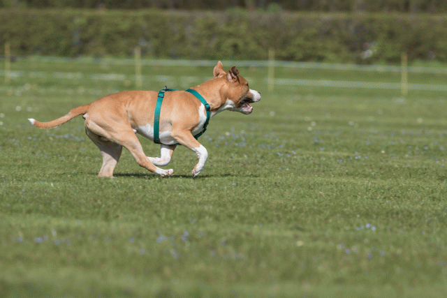 Bo4I8534 33067051633 O