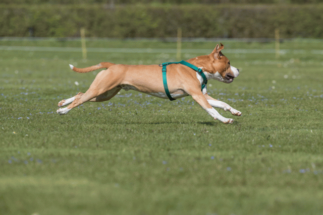 Bo4I8533 33067051803 O