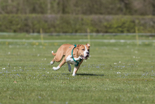 Bo4I8531 33067052343 O