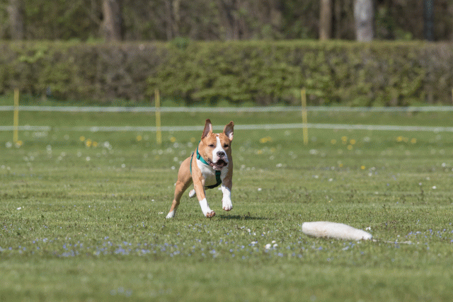 Bo4I8529 33067052683 O