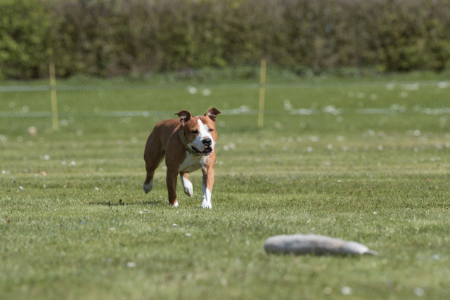 Bo4I8517 33067056033 O